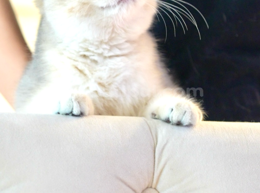 Ay12 Safkan British Shorthair Dişi Özel Renk görsel