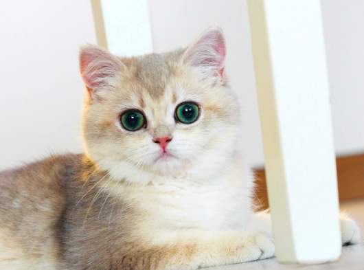 Ay12 Safkan British Shorthair Dişi Özel Renk