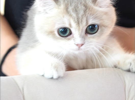 Ay12 Safkan British Shorthair Dişi Özel Renk görsel