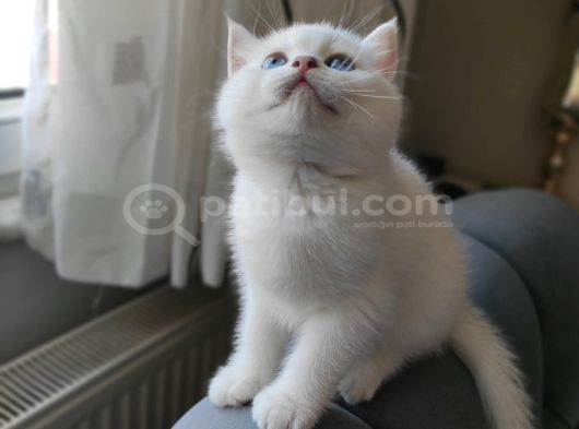 Yakışıklı Yeni Ailesini Bekliyor görsel