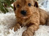 Safkan Maltipoo Yavruları Yeni Yuvasını Arıyor