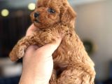 Poodle Red  Yavrularımız Yeni Yuvasını Arıyorlar