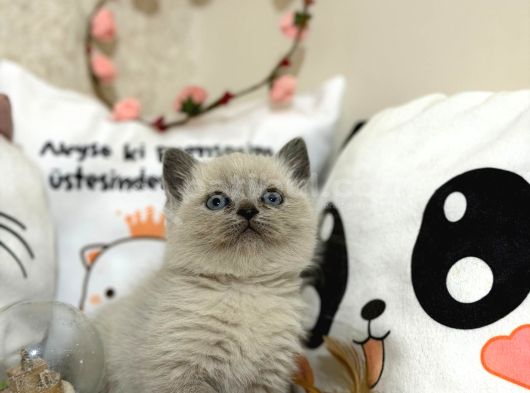 Safkan Blue Point Yavrularımız Yeni Yuvasını Arıyor görsel