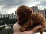 Poodle Red  Yavrularımız Yeni Yuvasını Arıyorlar