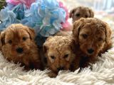 Safkan Maltipoo Yavruları Yeni Yuvasını Arıyor