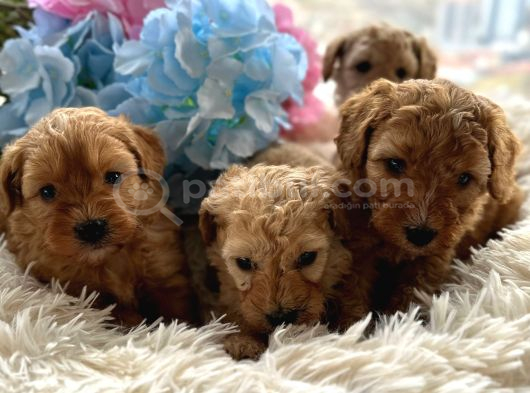 Safkan Maltipoo Yavruları Yeni Yuvasını Arıyor görsel