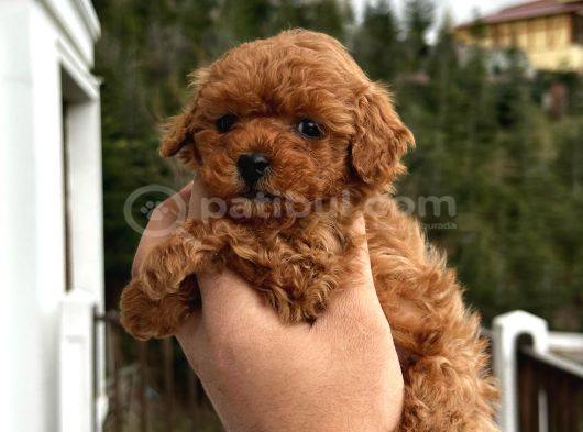 Poodle Red  Yavrularımız Yeni Yuvasını Arıyorlar