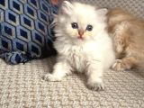 Safkan British Longhair yavrular