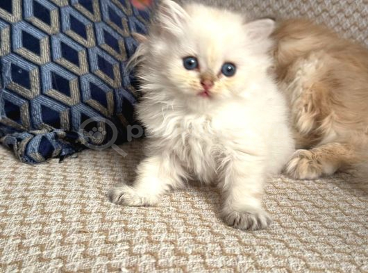 Safkan British Longhair Yavrular