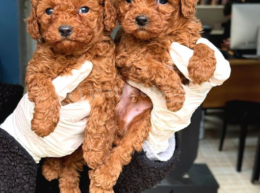Oyuncak Gibi Mini  Boy Poodle Bebekleri̇m görsel