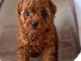 OYUNCAK gibi mini  BOY POODLE BEBEKLERİM