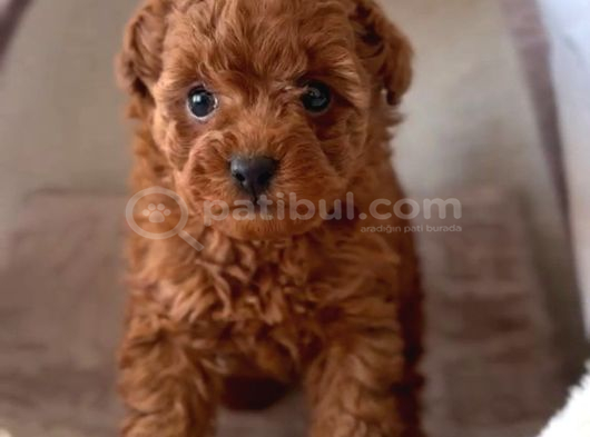 Oyuncak Gibi Mini  Boy Poodle Bebekleri̇m