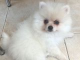 Evlerin Neşesi Pomerinian bebişler