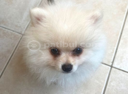 Evlerin Neşesi Pomerinian Bebişler görsel