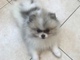 Evlerin Neşesi Pomerinian Bebişler