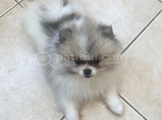 Evlerin Neşesi Pomerinian Bebişler görsel