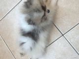 Evlerin Neşesi Pomerinian Bebişler