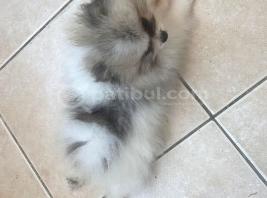 Evlerin Neşesi Pomerinian Bebişler görsel