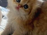 Safkan British Longhair Yavrular