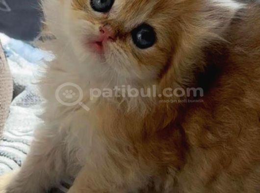 Safkan British Longhair Yavrular görsel
