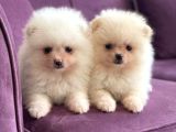 Orjinal Pomeranian Boo Erkek Dişi 2 Aylık Yavru