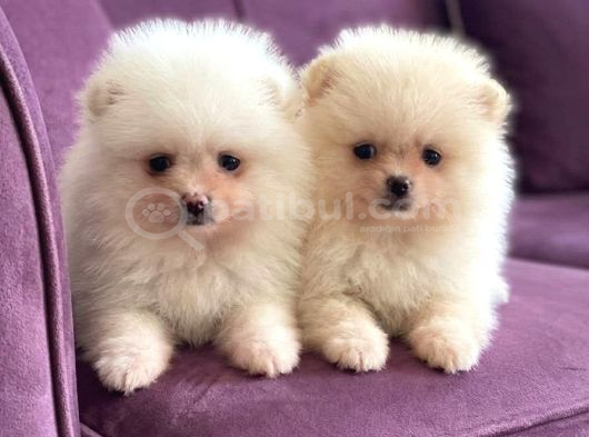 Orjinal Pomeranian Boo Erkek Dişi 2 Aylık Yavru görsel