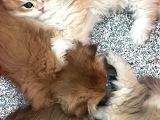 British Shorthair Blue Golden Ay12