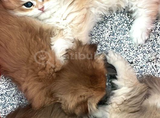 British Shorthair Blue Golden Ay12 görsel