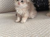 Safkan British Longhair Yavrular