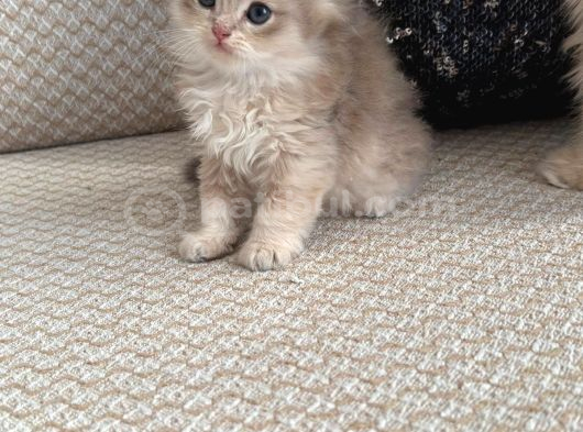 Safkan British Longhair Yavrular görsel