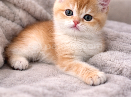 British Shorthair Blue Golden Ay12 görsel