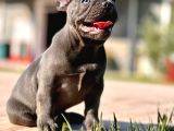 Safkan Blue French Bulldog Yavrulari İstanbul