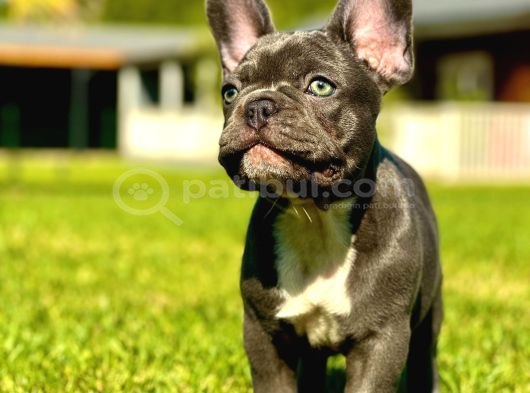 Safkan Blue French Bulldog Yavrulari İstanbul görsel