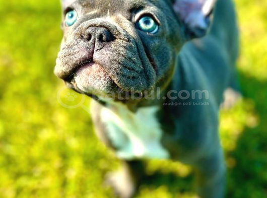 Safkan Blue French Bulldog Yavrulari İstanbul görsel
