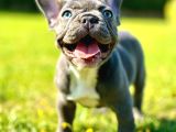 safkan BLUE FRENCH BULLDOG YAVRULARI İSTANBUL