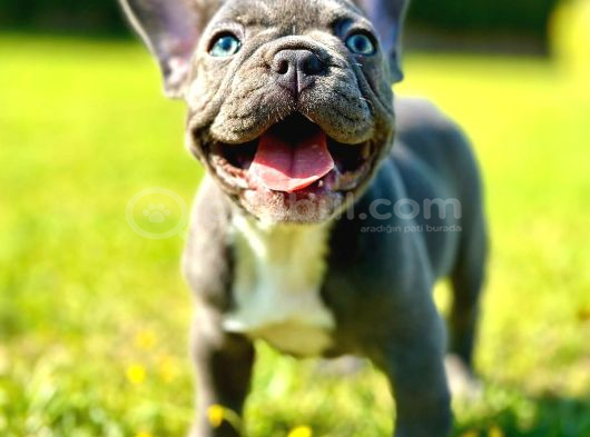 safkan BLUE FRENCH BULLDOG YAVRULARI İSTANBUL