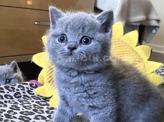 Bebek Yüz Sevi̇mli̇  British Shorthai̇r Yavrular görsel