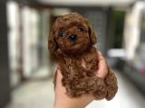 Kore Tea Cup Poodle Yavru En Güzeli̇