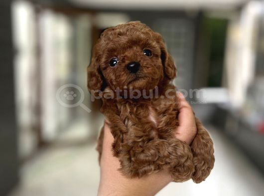 Kore Tea Cup Poodle Yavru En Güzeli̇ görsel