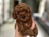 Kore Tea Cup Poodle Yavru EN GÜZELİ