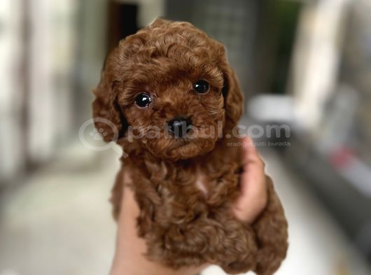 Kore Tea Cup Poodle Yavru En Güzeli̇
