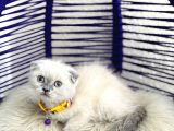 Scottish Fold Bluepoint Dişi Erkek Yavrular