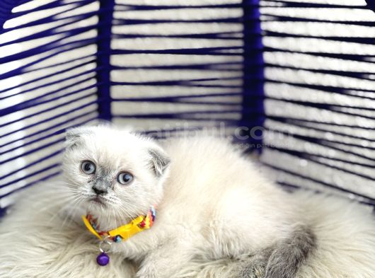 Scottish Fold Bluepoint Dişi Erkek Yavrular görsel