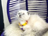Scottish Fold Bluepoint Dişi Erkek Yavrular