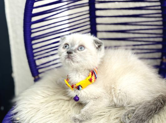 Scottish Fold Bluepoint Dişi Erkek Yavrular görsel