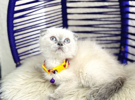 Scottish Fold Bluepoint Dişi Erkek Yavrular görsel