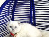 Scottish fold Bluepoint Dişi Erkek Yavrular