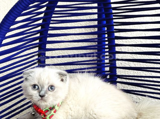Scottish Fold Bluepoint Dişi Erkek Yavrular