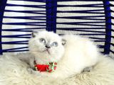 Scottish Fold Bluepoint Dişi Erkek Yavrular
