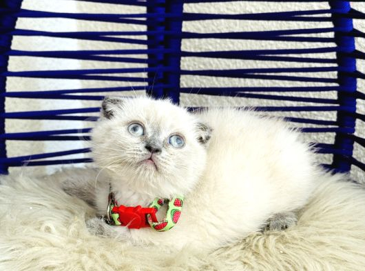 Scottish Fold Bluepoint Dişi Erkek Yavrular görsel